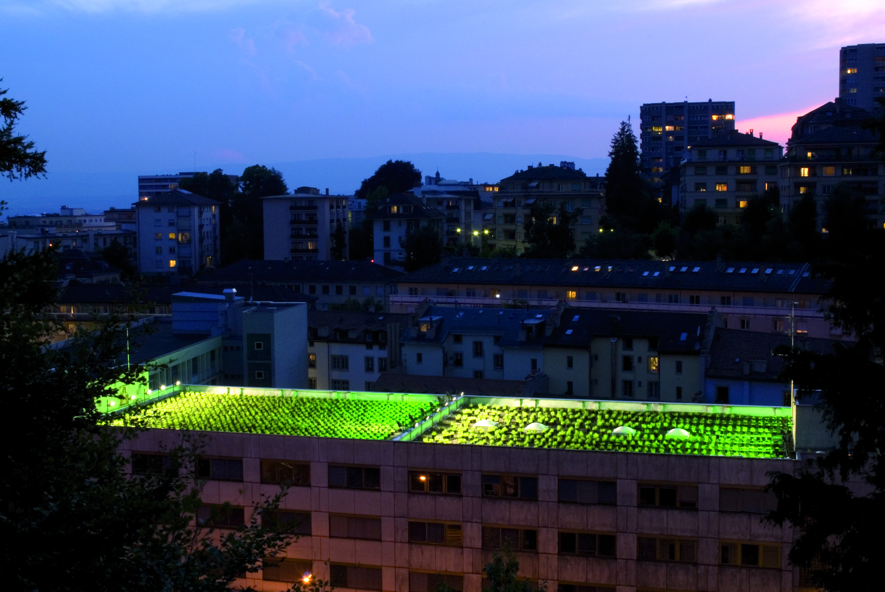 2.8 Golden Garden ©L.Baud